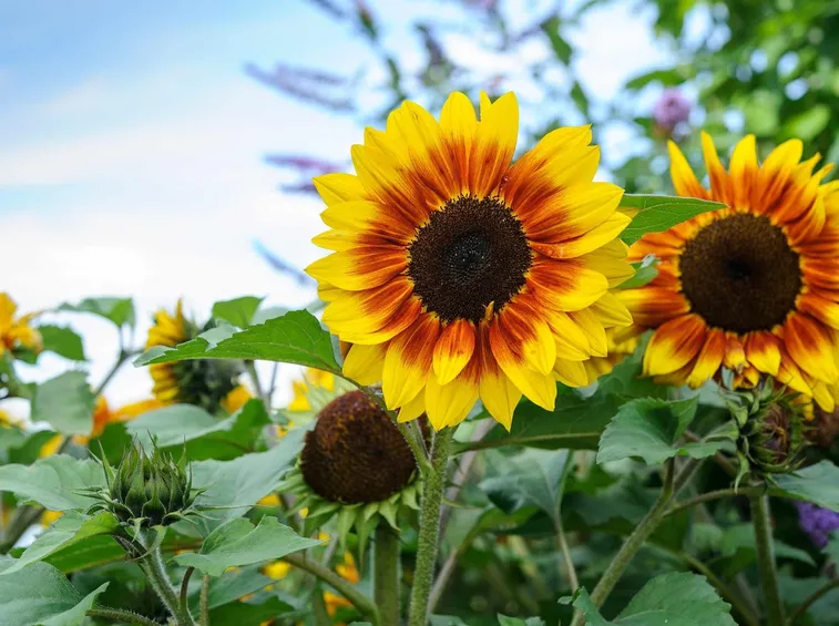 Helianthus
