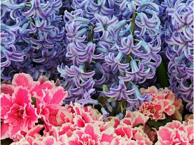 fiori dalia