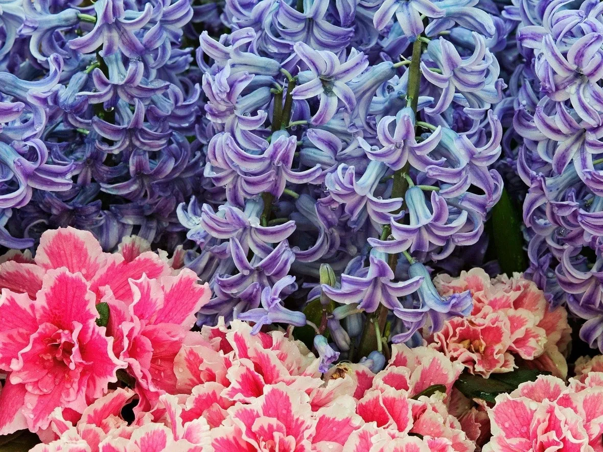 fiori dalia