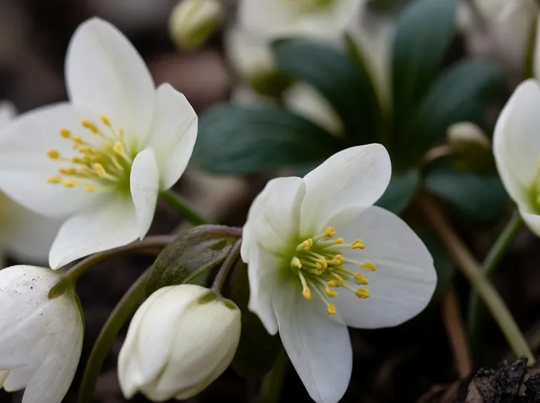 Fiori di elleboro