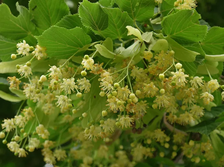 Albero di tiglio