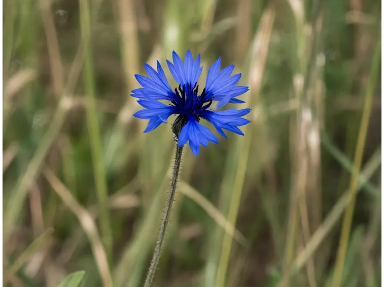 fiordaliso