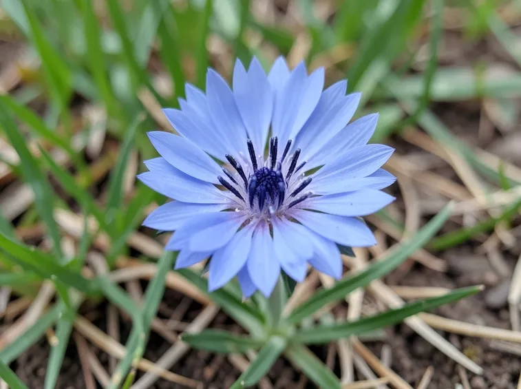 fiordaliso
