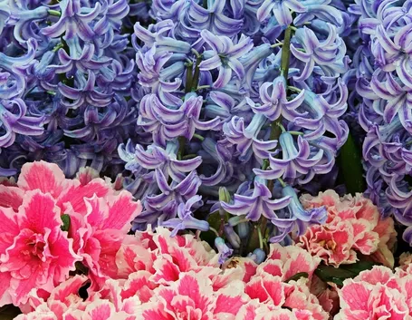 fiori giacinto