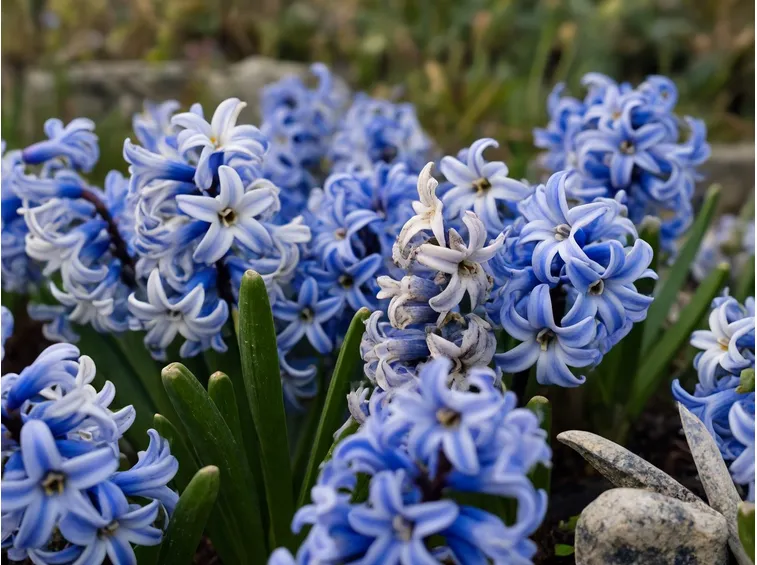 fiori giacinto