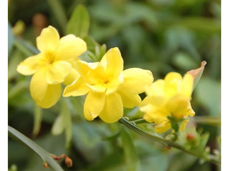 fiori ginestra