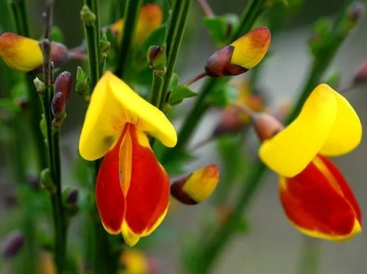 fiori ginestra