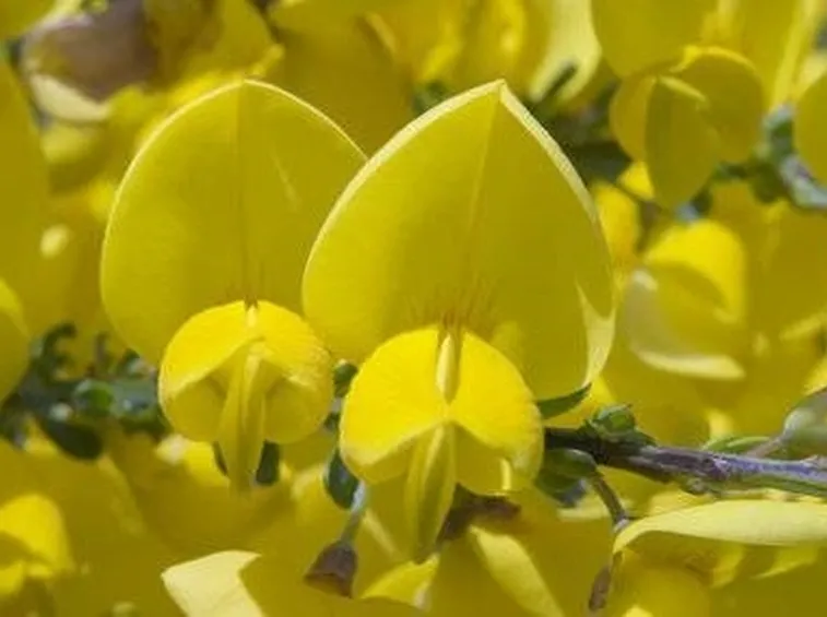 fiori ginestra