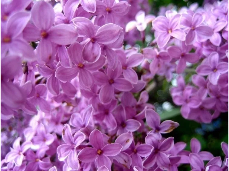 fiori di lillà