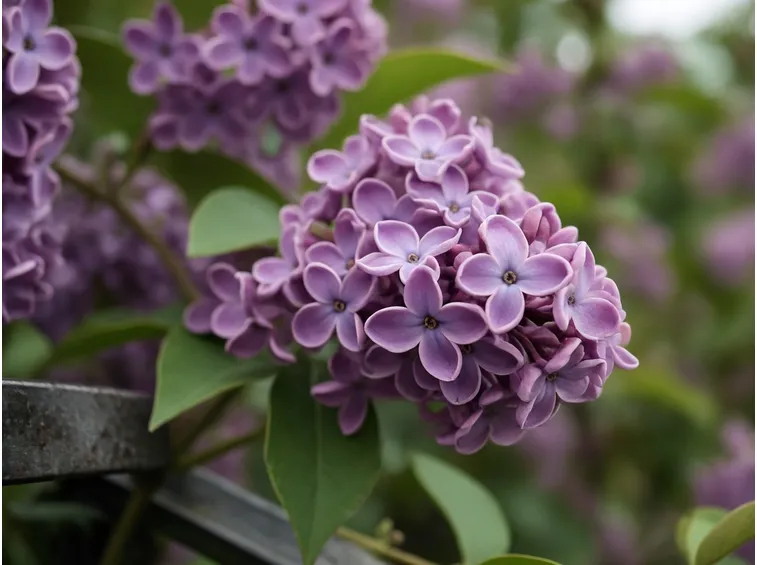 fiori di lillà