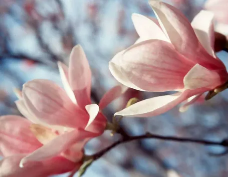 fiori magnolia