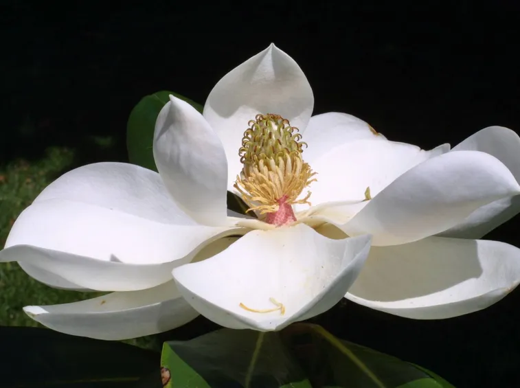 fiore magnolia