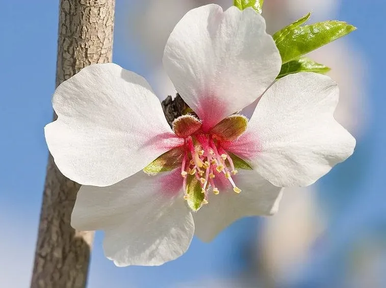 fiore mandorlo