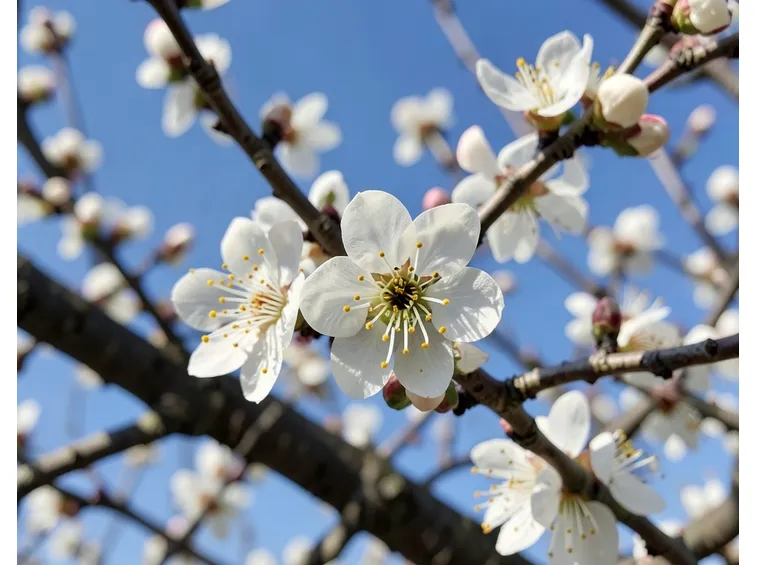 fiori mandorlo