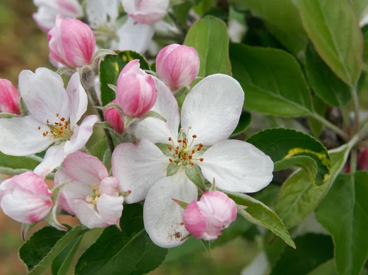 fiori melo