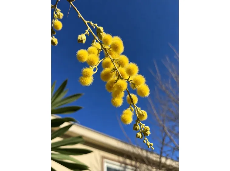 mimosa