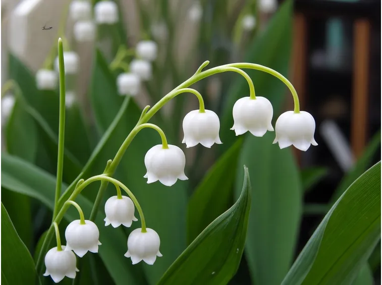 fiori mughetto