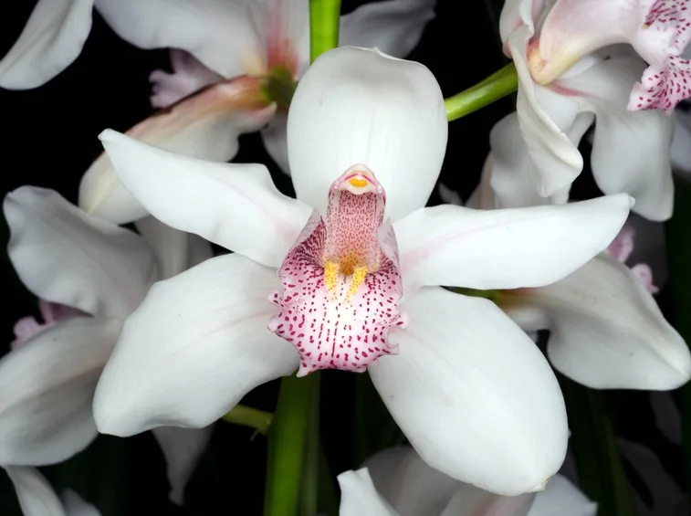 fiore orchidea