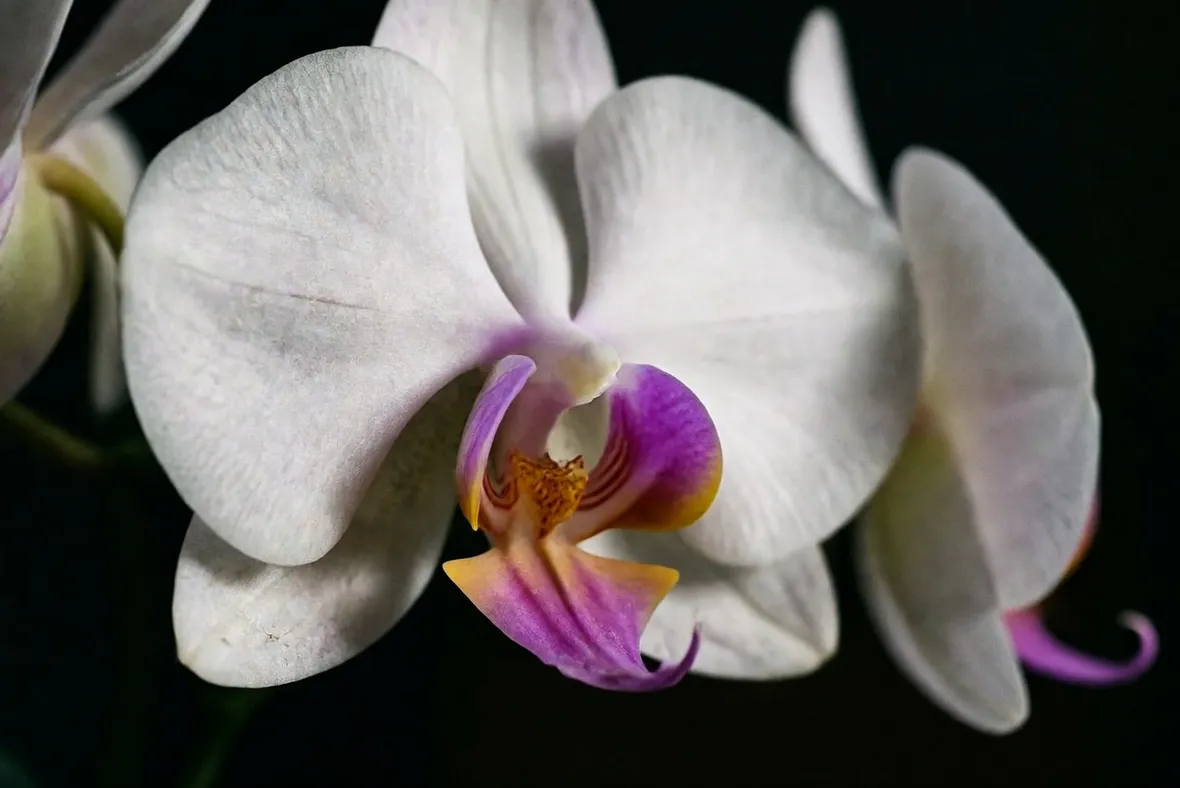 fiore orchidea