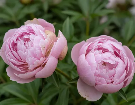 FIORI PEONIA