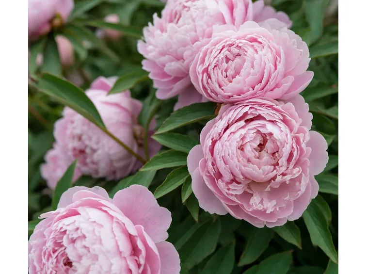 PEONIE ERBACEE