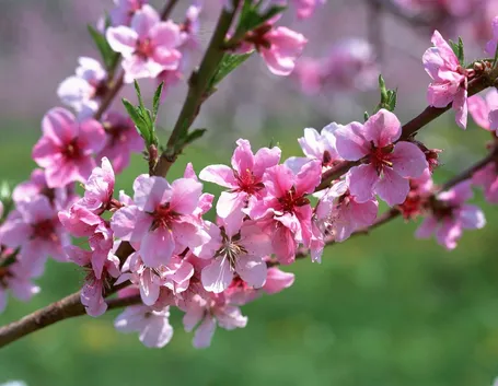 fiori pesco 