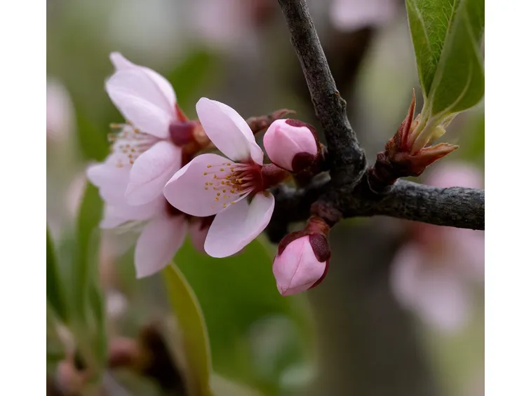 fiori pesco