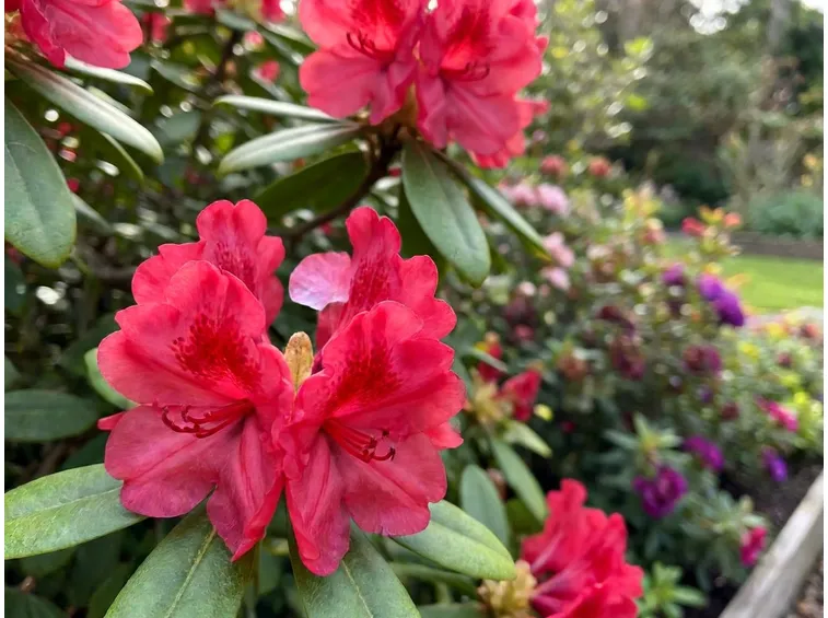rododendro