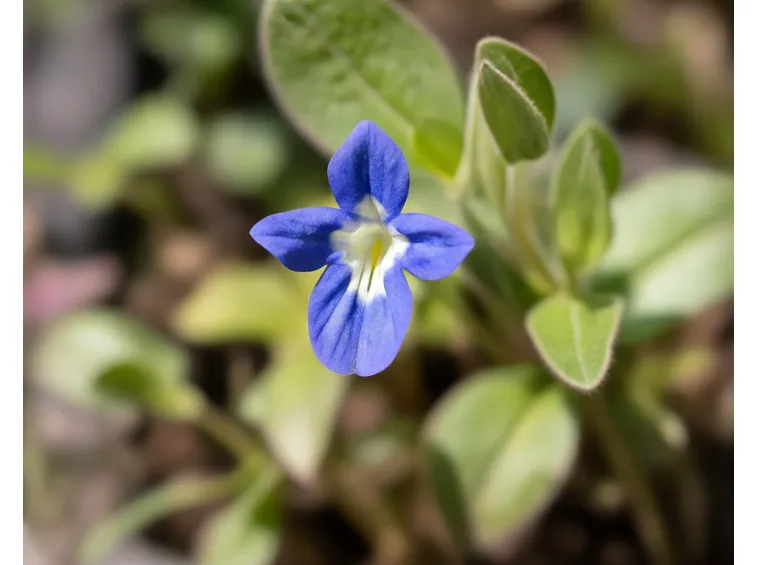fiore veronica