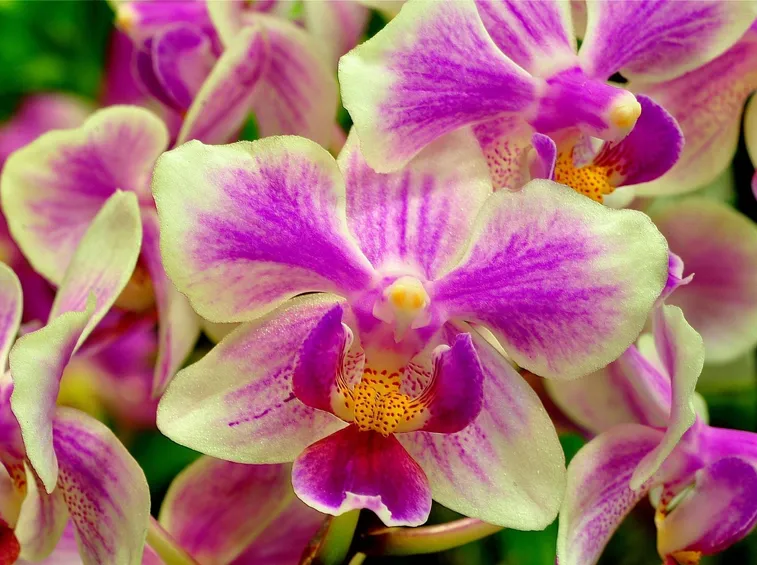 fiori orchidea