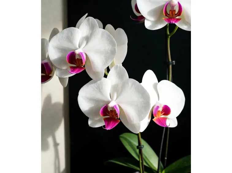 fiori orchidea