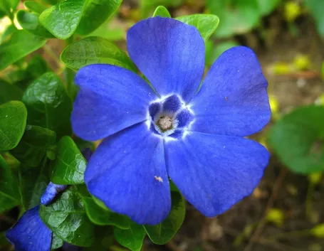 Fiore pervinca