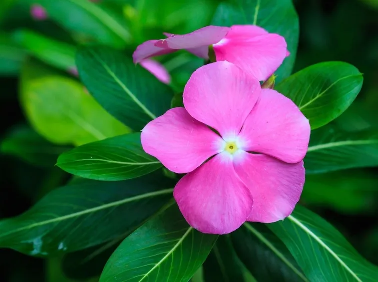 Pervinca fiori pianta