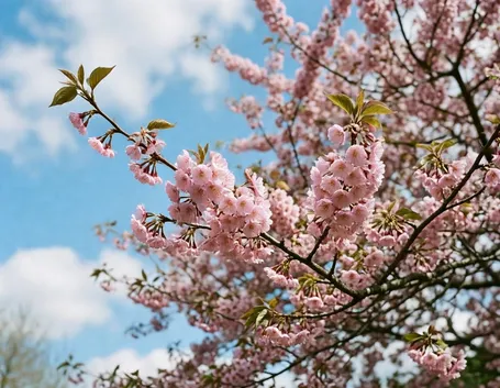 prunus