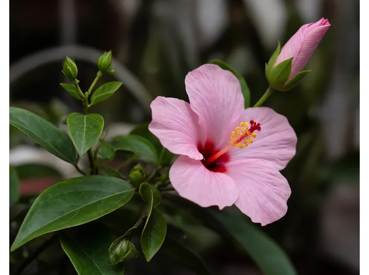 fiore ibisco