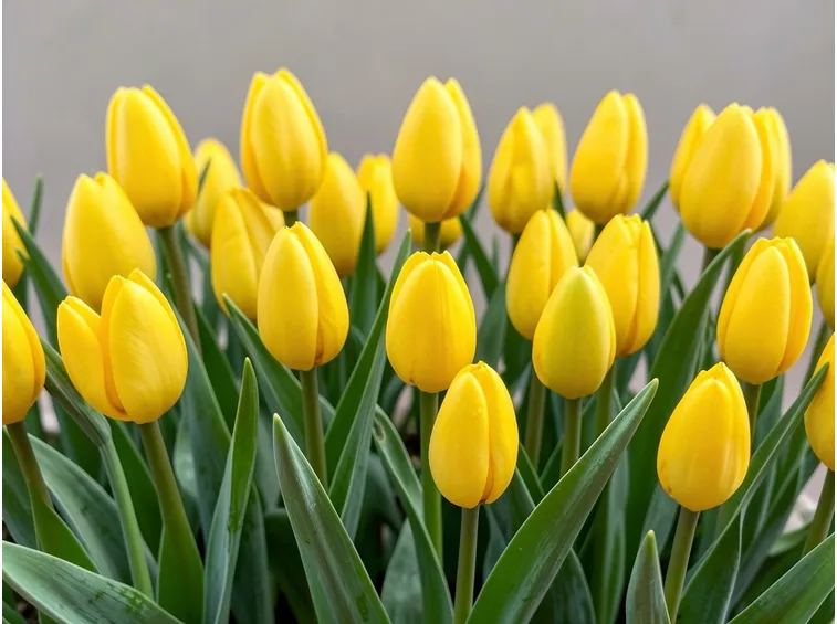 tulipani