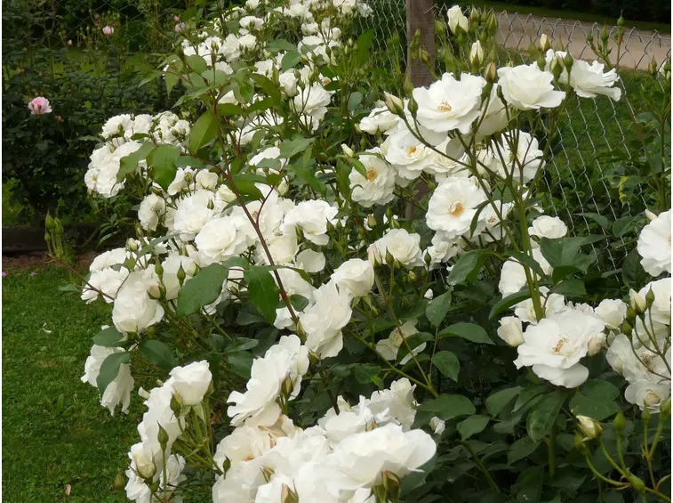 Cespuglio rose iceberg