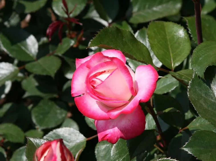 Rosa osiria