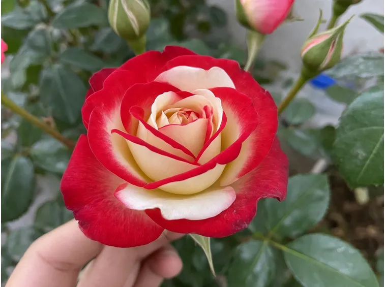 Esemplare rosa osiria