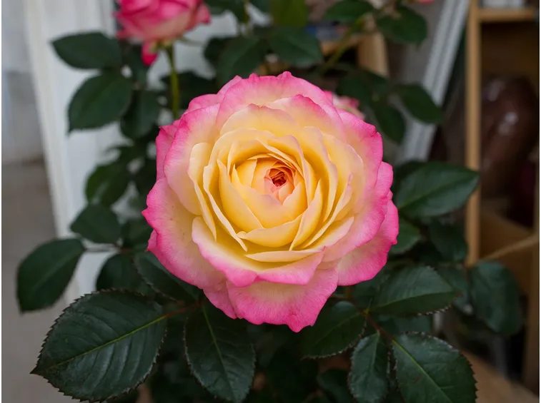 Rose varietà