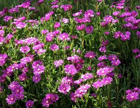 Fiori delle piante