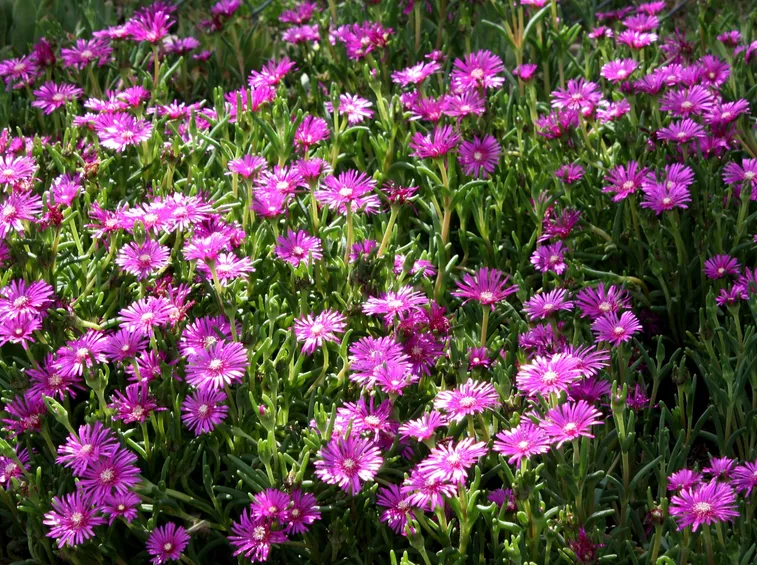 Fiori delle piante