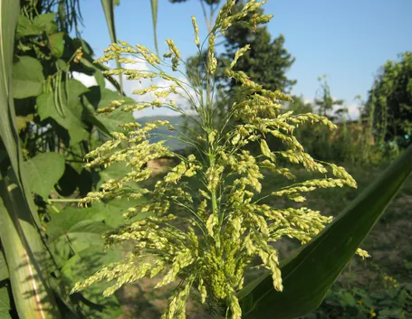 miglio