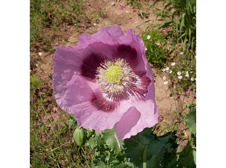 Fiore di Oppio