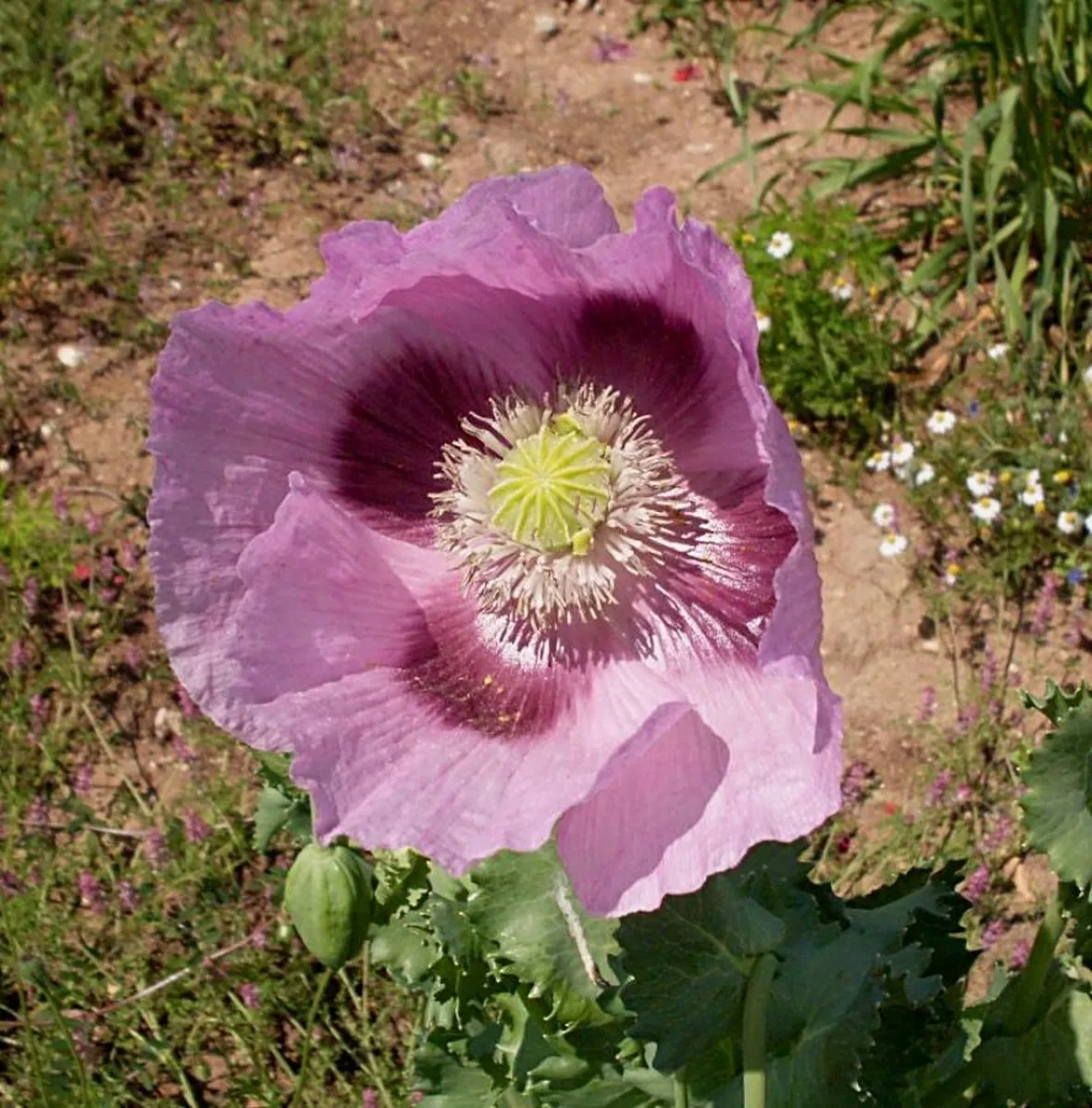 Fiore di Oppio