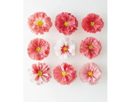 Fiori di carta