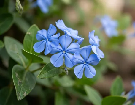 PLUMBAGO CAPENSIS