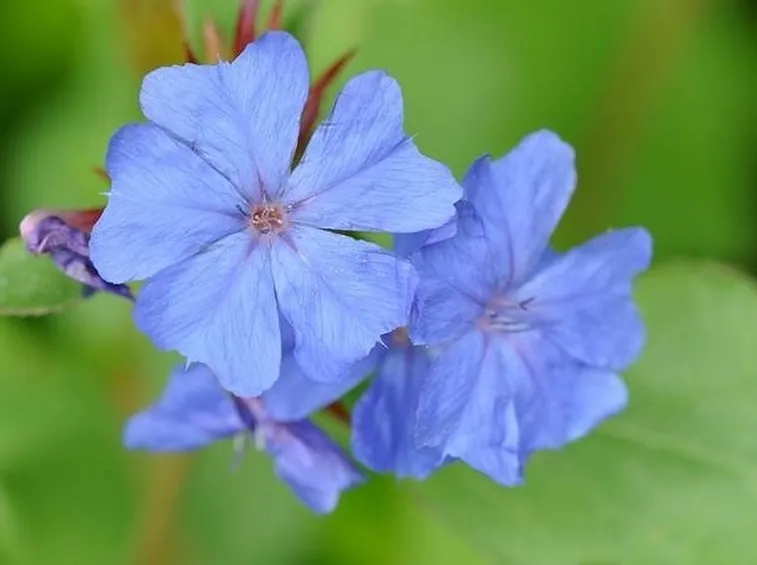 PLUMBAGO LARPENTAE