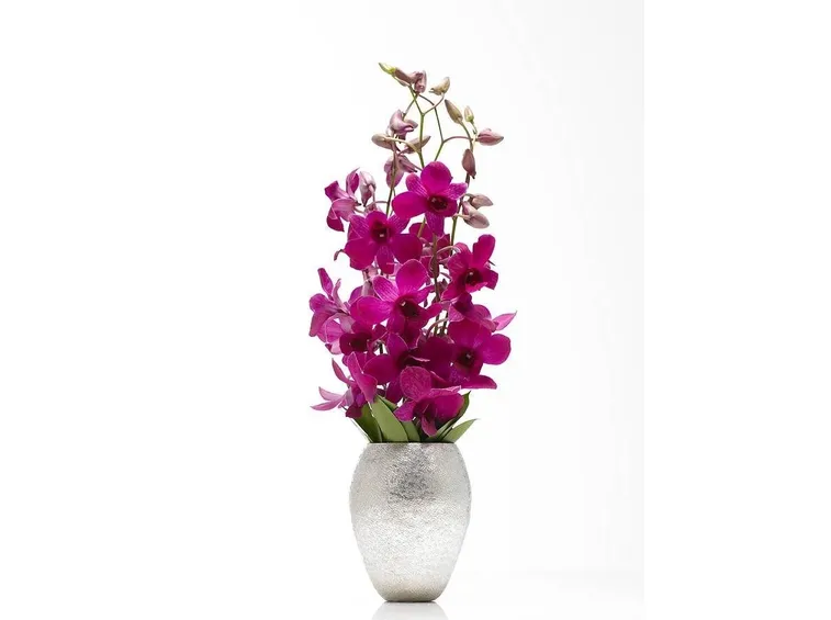 orchidea