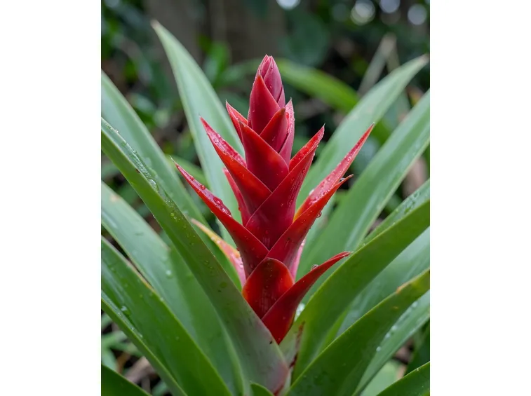 Guzmania lingulata